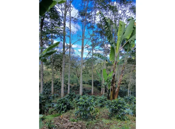 FINCA DE CAFE HONDURAS, LA PAZ