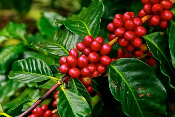 CEREZAS CAFE HONDURAS