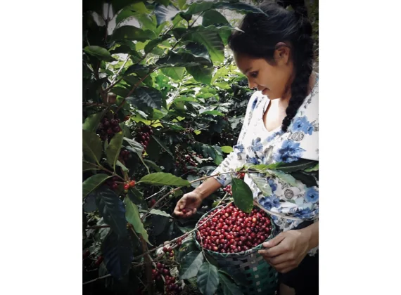 RECOLECCION CAFE HONDURAS